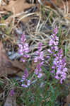 Racemed milkwort